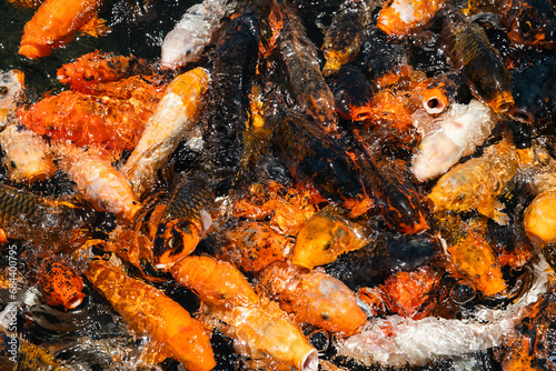 Hundreds of orange and black koi fish beg for food at the surface of the water photo
