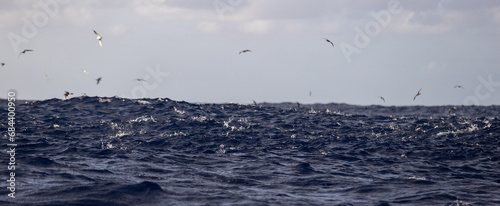 A flock of birds fly over the Pacific Ocean as a school of jack tuna fish swim underneath. This is a good sign for a fishing trip. 
