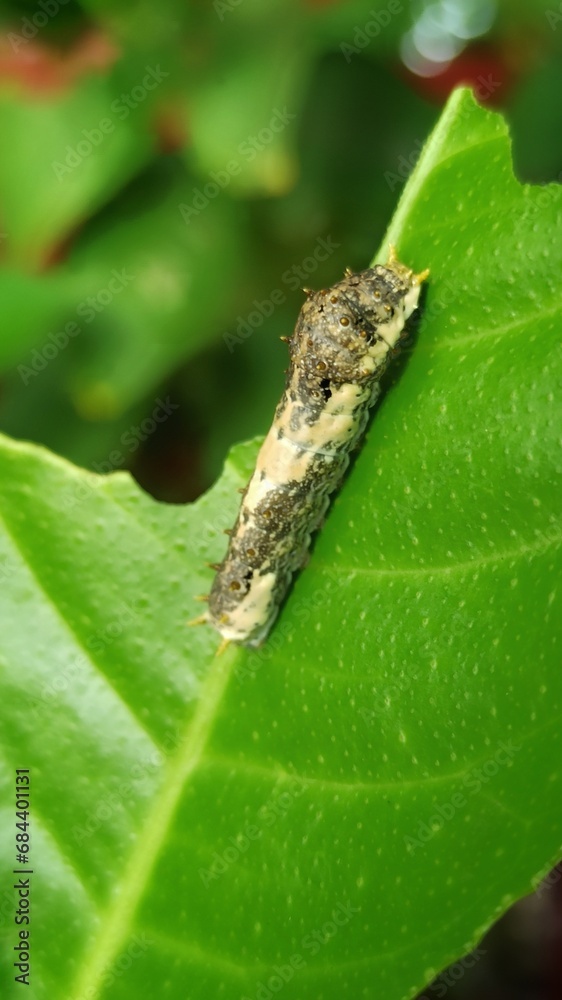 Obraz premium caterpillar