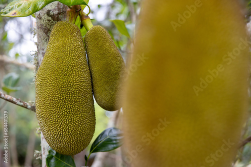 Fresh jackfruit hangs on the vine of a jack fruit tree in a tropical island jungle. 