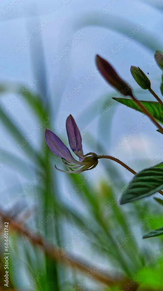 Obraz premium little flower