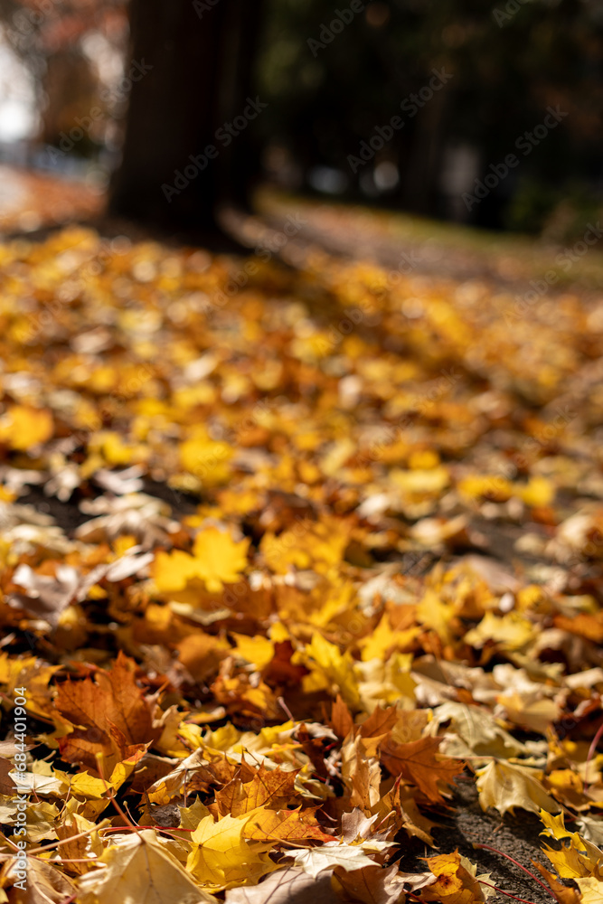 autumn leaves on the ground autumn leaves on the ground