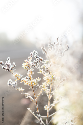 Frosted Flowers in the morning