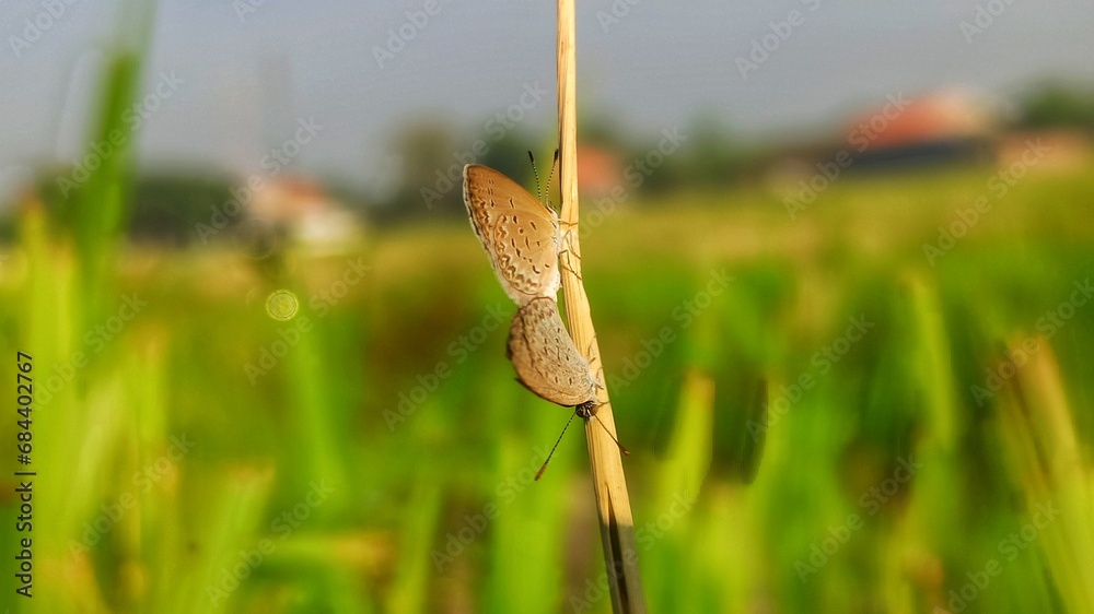Obraz premium 2 more butterflies are mating