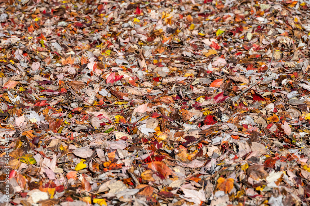 Autumn nature background of colorful fall leaves on the ground, maple and cottonwood, on a sunny fall day
