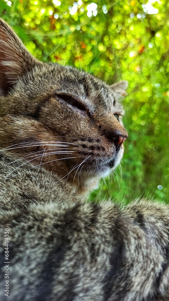 Fototapeta premium Very nice cat pose in the park