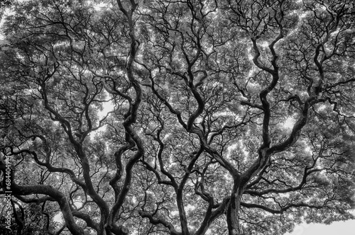 Cooked Tree Canopy in Black and White.