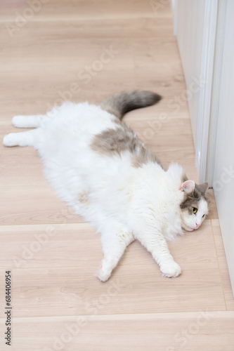 High angle view of white cat relaxing on wooden flooring