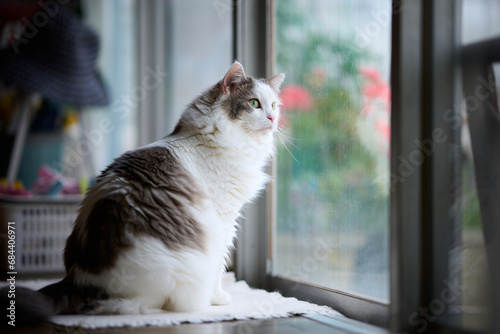 Portrait of white cat looking out of the window