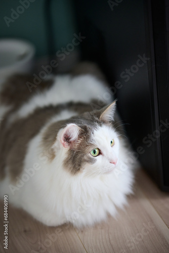 High angle view of white cat relaxing on wooden flooring