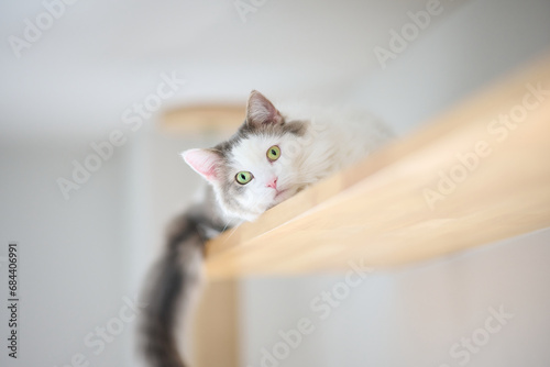 Portrait of white cat relaxing on wooden shelf