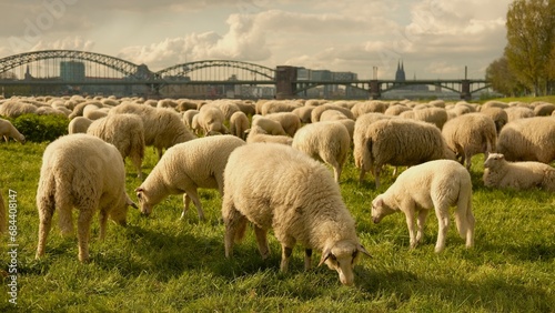 Sheep graze in a clearing with a background of the Cologne bridge. High quality photo