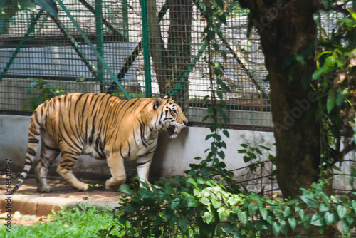 Fototapeta Naklejka Na Ścianę i Meble -  Big sumatran tiger in the zoo