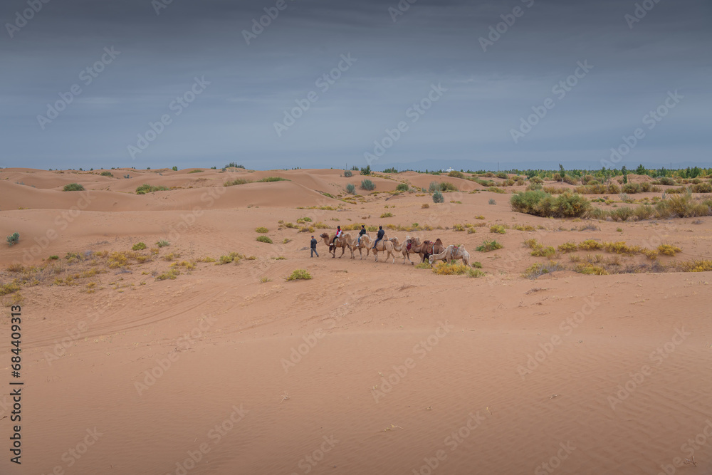 Camel caravan going through the desert, Inner Mongolia, China Camel caravan going through the desert, Inner Mongolia, China