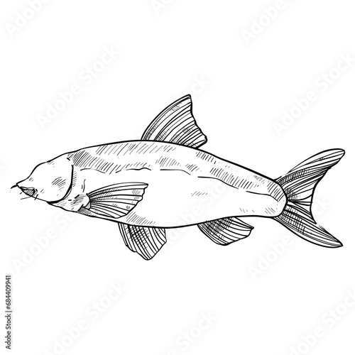 fish hand drawn illustration