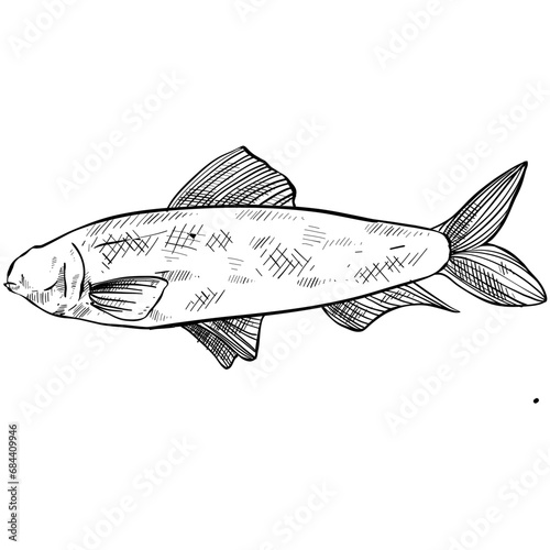 fish hand drawn illustration