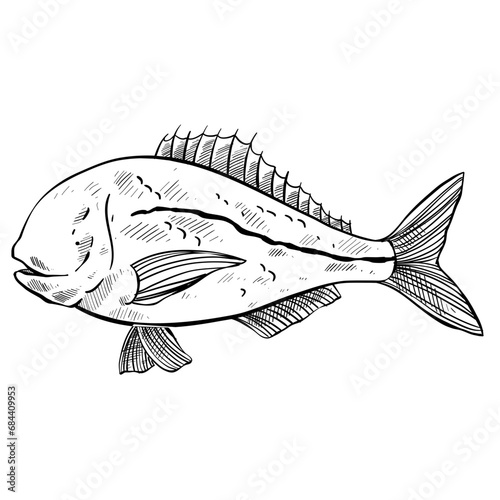 fish hand drawn illustration