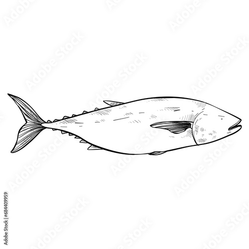 fish hand drawn illustration