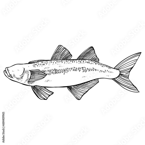 fish hand drawn illustration