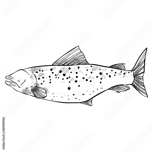 fish hand drawn illustration