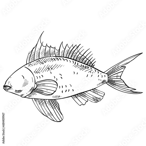 fish hand drawn illustration