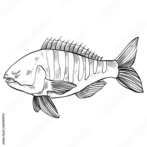 fish hand drawn illustration