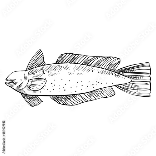 fish hand drawn illustration