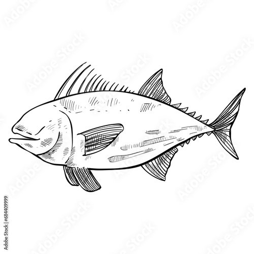 fish hand drawn illustration