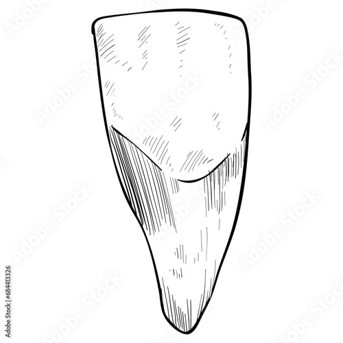 molar teeth hand drawn