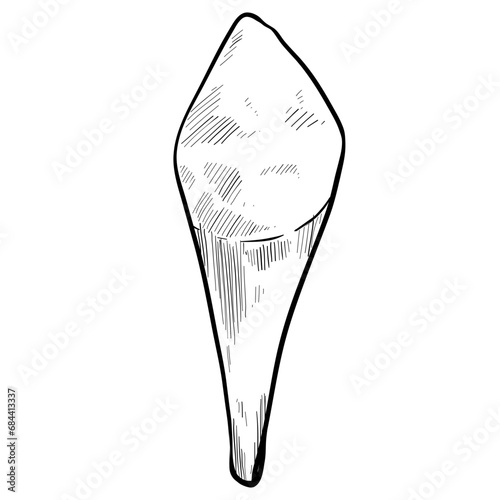 molar teeth hand drawn