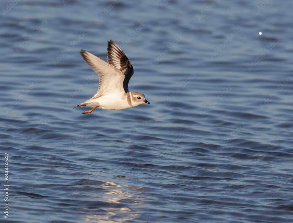 Fototapeta premium The piping plover (Charadrius melodus) in flight, Galveston, Texas