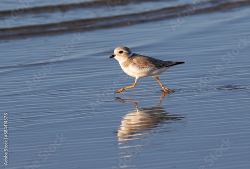 The piping plover (Charadrius melodus) running over water, Galveston, Texas
