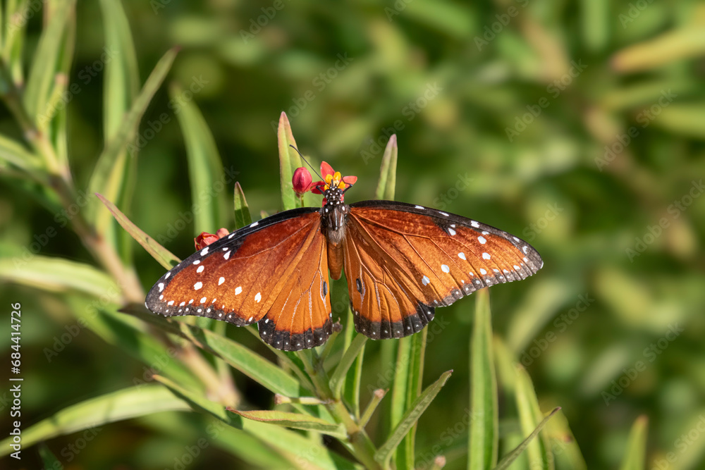 Obraz premium The queen butterfly (Danaus gilippus) feeding on red flowers, Galveston, Texas, Moody Gardens