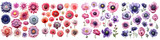 Anemone  Flower Set Concept Props For Icon Designing Hyperrealistic Highly Detailed Isolated On Transparent Background Png File