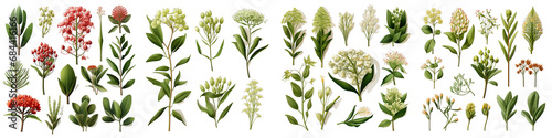 Asclepias  Flower Set Concept Props For Icon Designing Hyperrealistic Highly Detailed Isolated On Transparent Background Png File photo