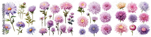 Aster  Flower Set Concept Props For Icon Designing Hyperrealistic Highly Detailed Isolated On Transparent Background Png File