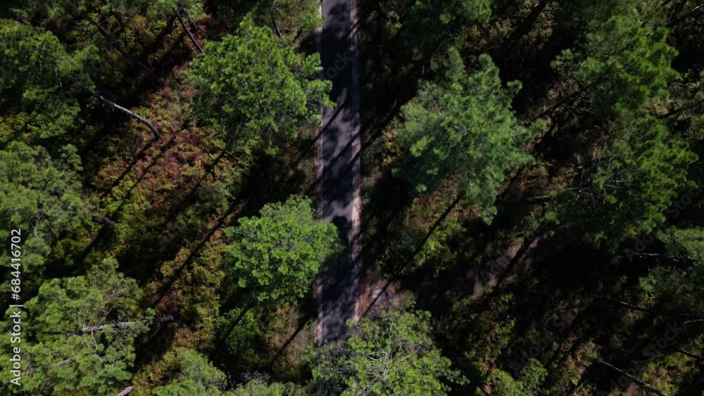 Pine Forest Road Peaceful Cinematic 4K DRONE Pine Forest Road Peaceful Cinematic 4K DRONE