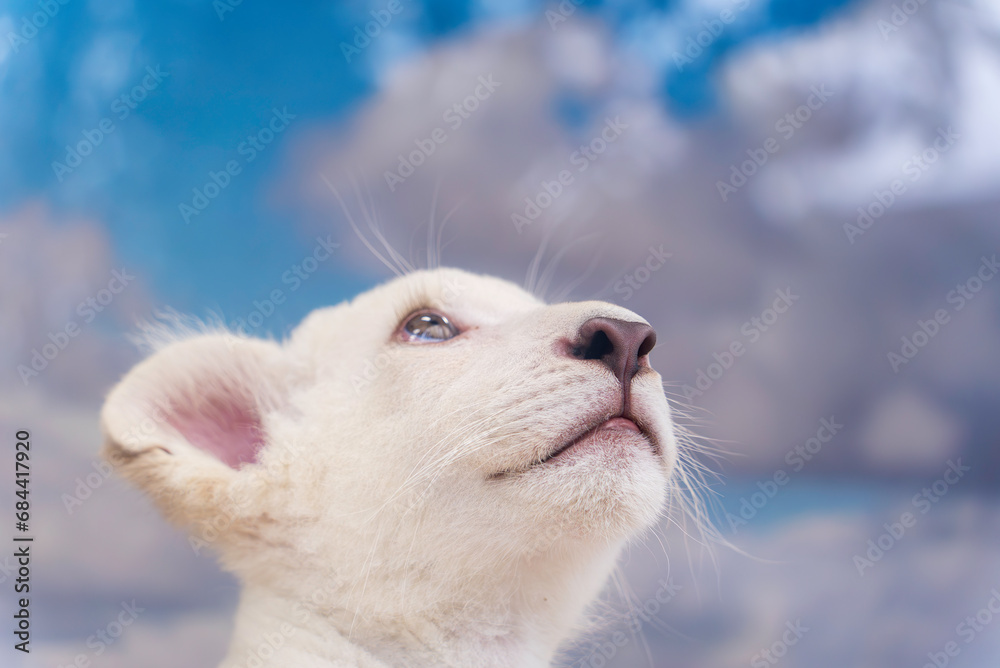 Fototapeta premium 空を見つめるホワイトライオンのの赤ちゃん