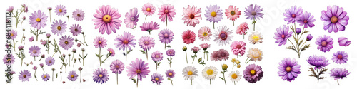 Brachyscome  Flower Set Concept Props For Icon Designing Hyperrealistic Highly Detailed Isolated On Transparent Background Png File © Wander Taste