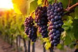 Grape harvest, Vineyards at sunset in autumn harvest ripe grapes in fall, Vineyard with ripe grapes in countryside at sunset, Nature background with Vineyard in autumn harvest, Generative AI