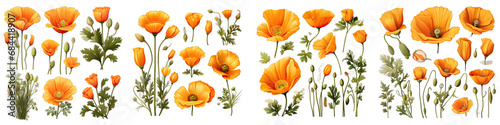California Poppy  Flower Set Concept Props For Icon Designing Hyperrealistic Highly Detailed Isolated On Transparent Background Png File photo