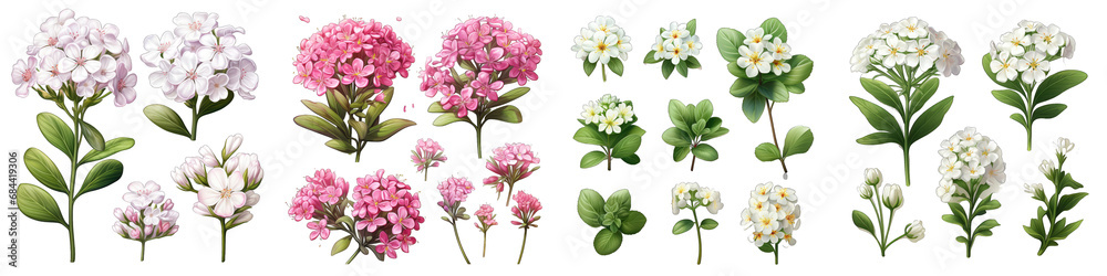 Candytuft  Flower Set Concept Props For Icon Designing Hyperrealistic Highly Detailed Isolated On Transparent Background Png File