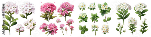 Candytuft  Flower Set Concept Props For Icon Designing Hyperrealistic Highly Detailed Isolated On Transparent Background Png File © Wander Taste