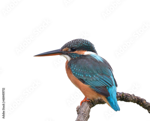 chubby blue bird with shrp beeks perching on branch isolated on white background