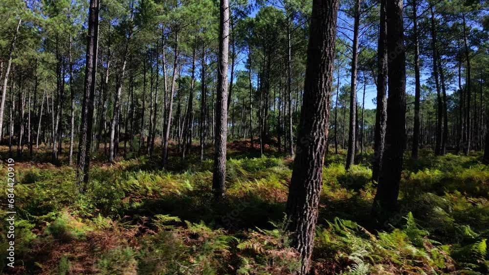 Pine Forest Peaceful Cinematic 4K DRONE Pine Forest Peaceful Cinematic 4K DRONE