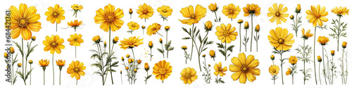 Coreopsis Flower Set Concept Props For Icon Designing Hyperrealistic Highly Detailed Isolated On Transparent Background Png File