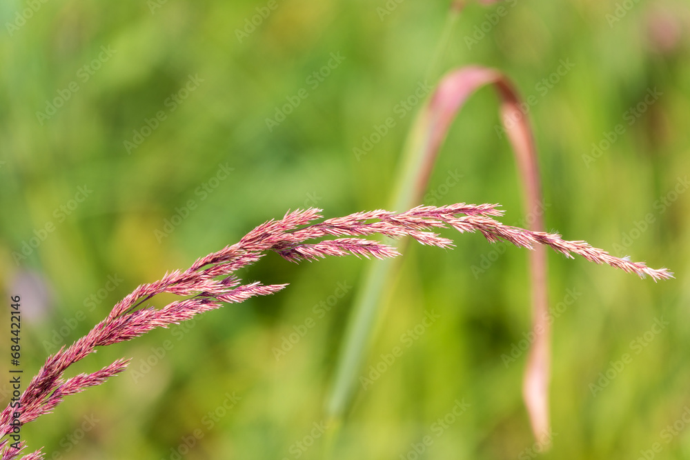 Yellow reed in the field. Bright natural background with sunset. Selective soft focus of beach dry grass and reeds Yellow reed in the field. Bright natural background with sunset. Selective soft focus of beach dry grass and reeds