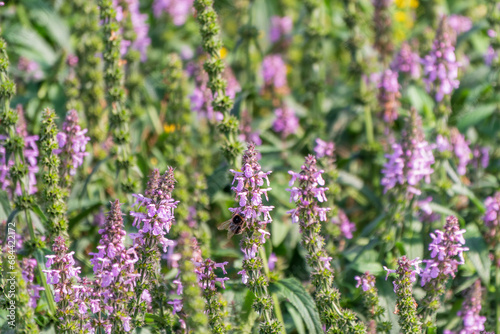 Close up of stachys officinalis  Betonica officinalis foliage.