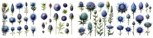 Eryngium Flower Set Concept Props For Icon Designing Hyperrealistic Highly Detailed Isolated On Transparent Background Png File