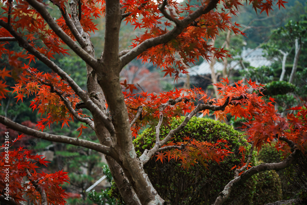 真っ赤な紅葉の風景 真っ赤な紅葉の風景
